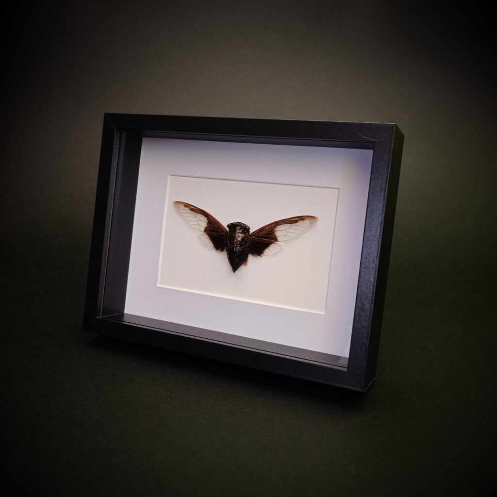 Cryptotympana aquila (Batwing цикада)