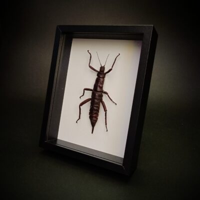 Eurycantha calcarata