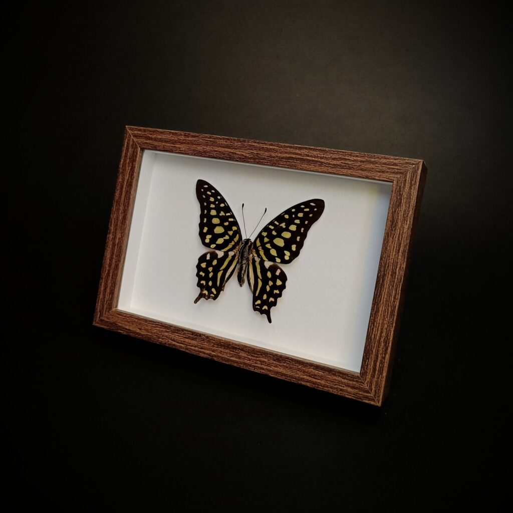Graphium agamemnon (The tailed jay)