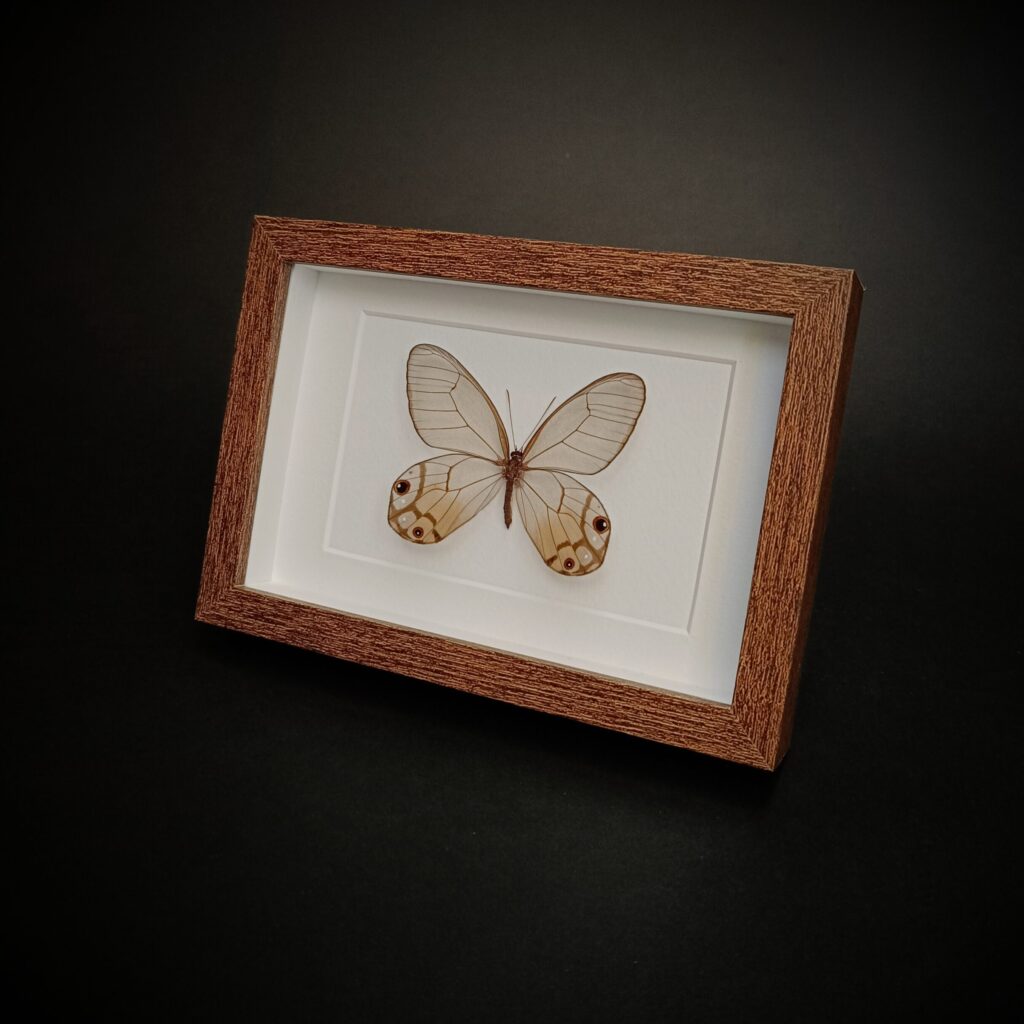 Haetera piera (Amber phantom)