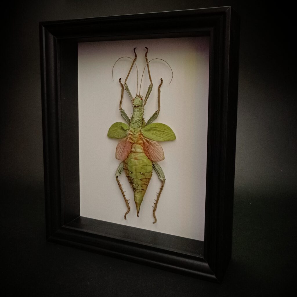 Heteropteryx dilatata (Jungle Nymph)