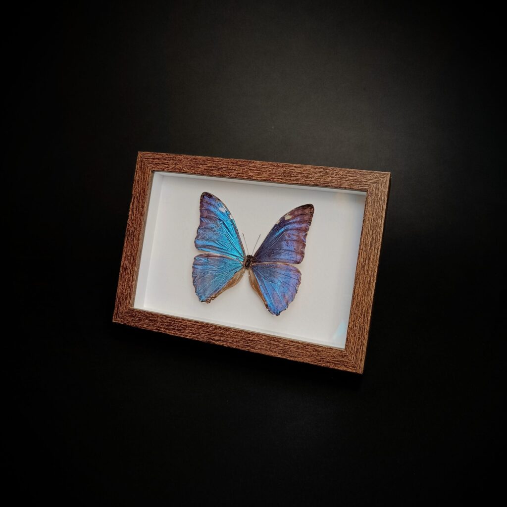 Morpho adonis в правоъгълна рамка