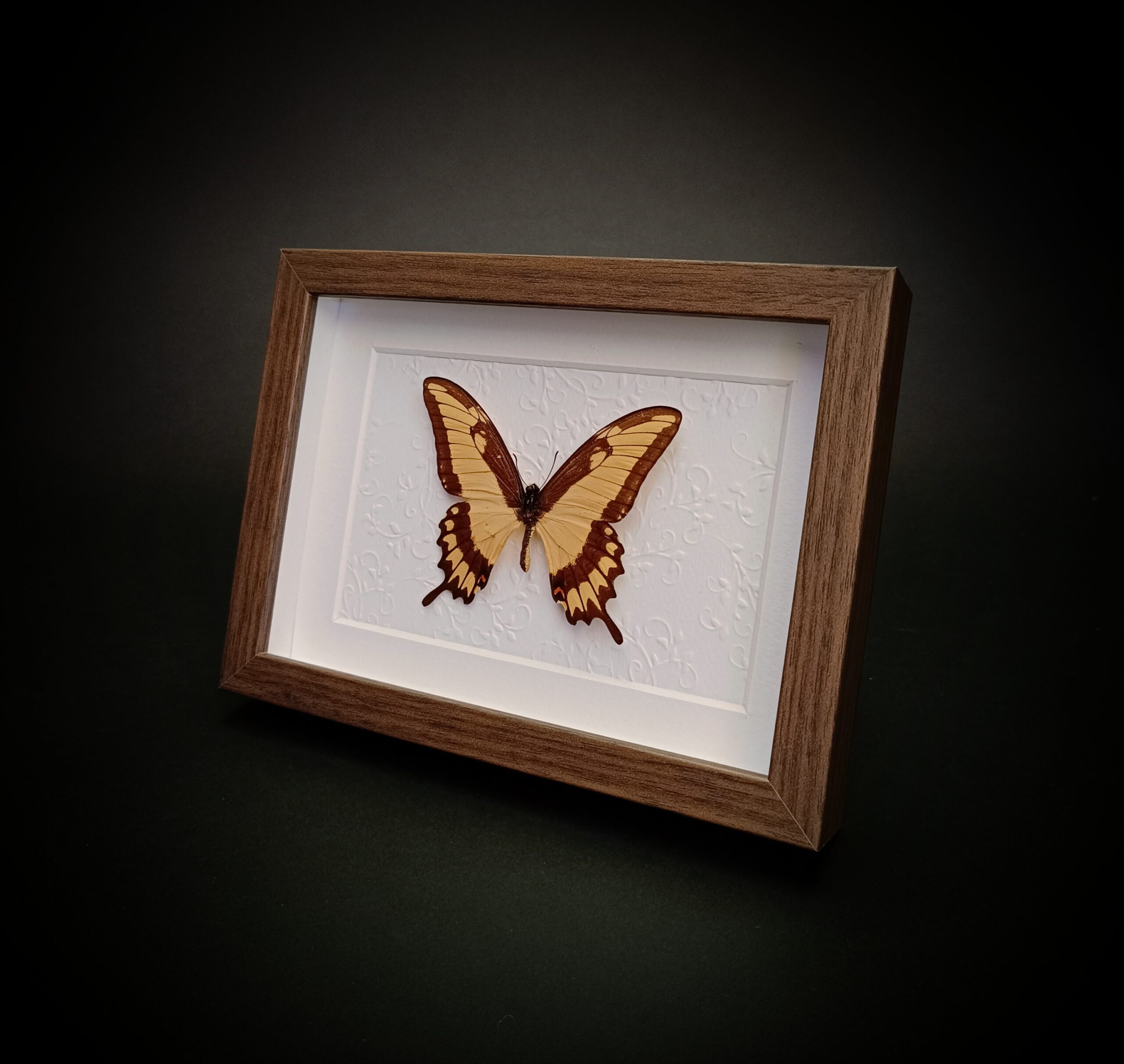 Papilio astyalus Мъжка