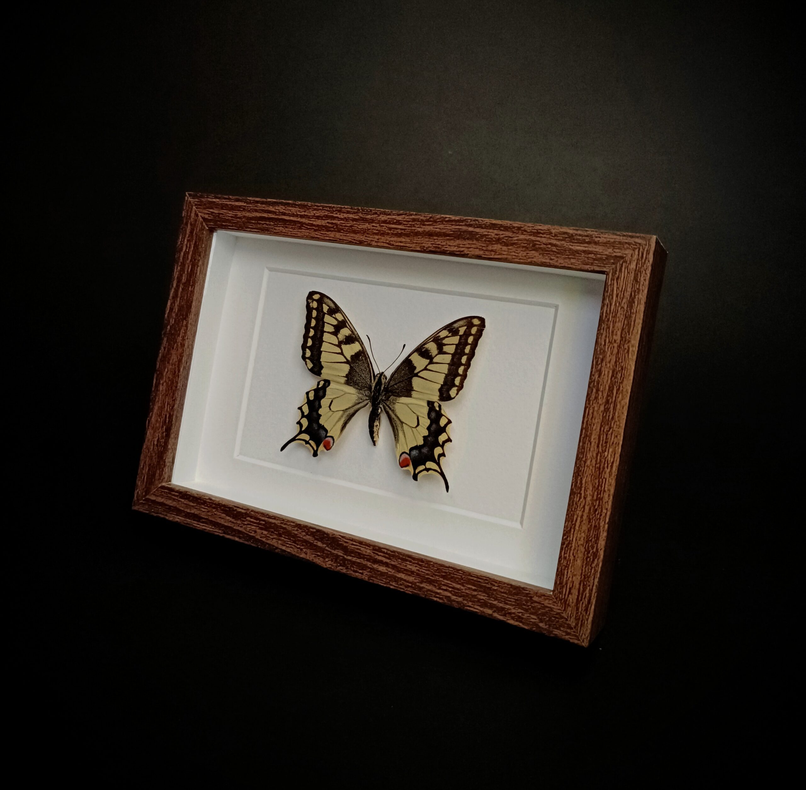 Papilio machaon (Голям полумесец)