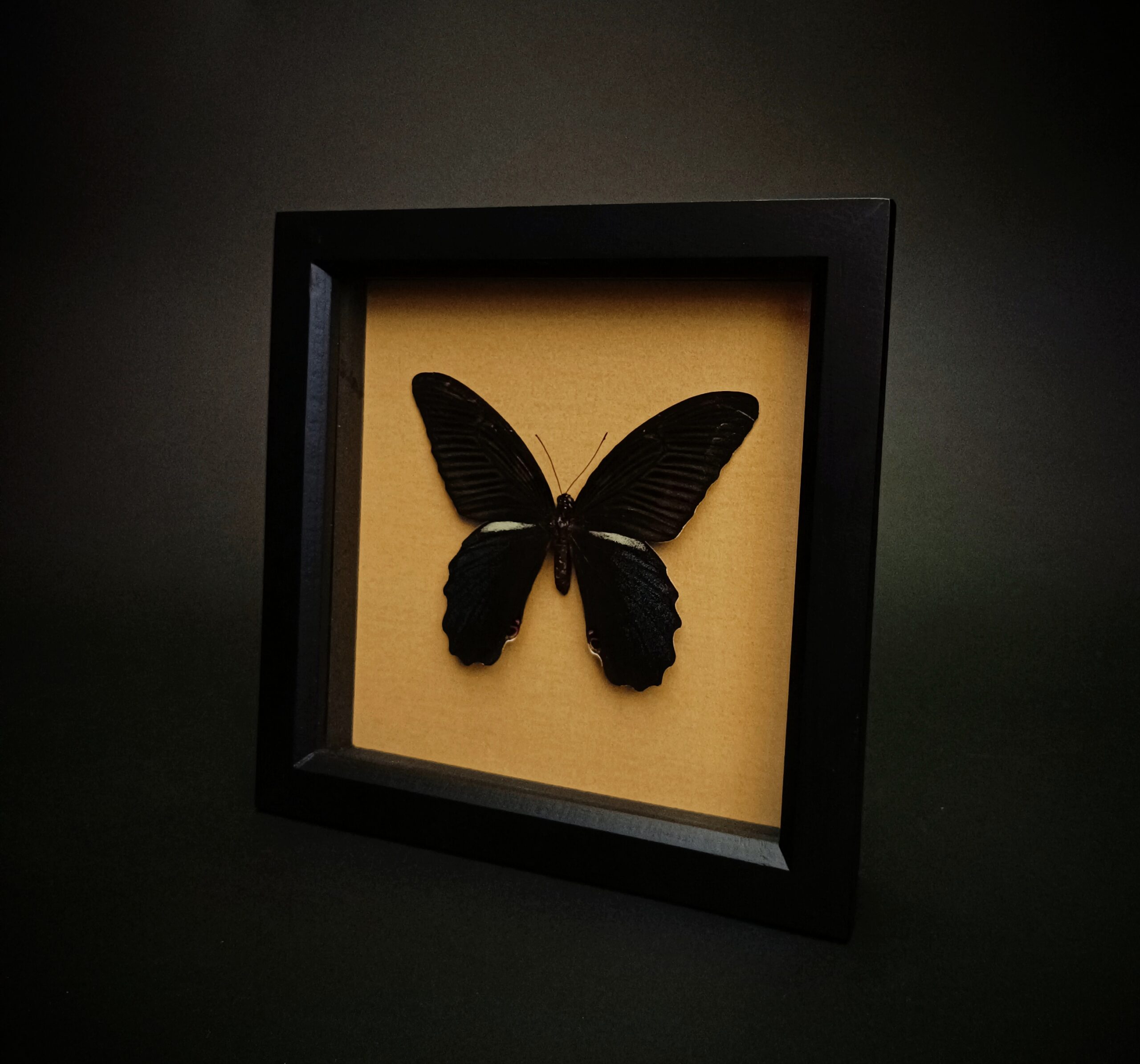 Papilio protenor на златен фон