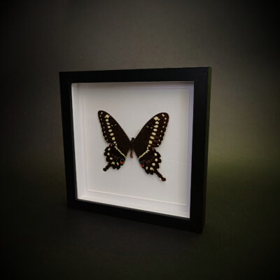 Papilio lormieri на бял фон