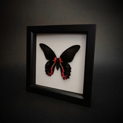 Papilio rumanzovia на бял фон