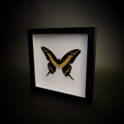 Papilio thoas (The King swallowtail)