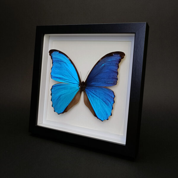 Morpho didius - Giant Blue Morpho