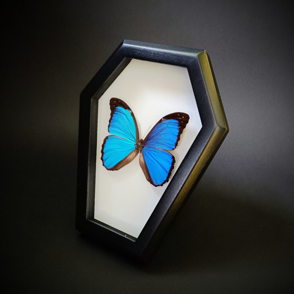 Morpho menelaus sp. в саркофаг