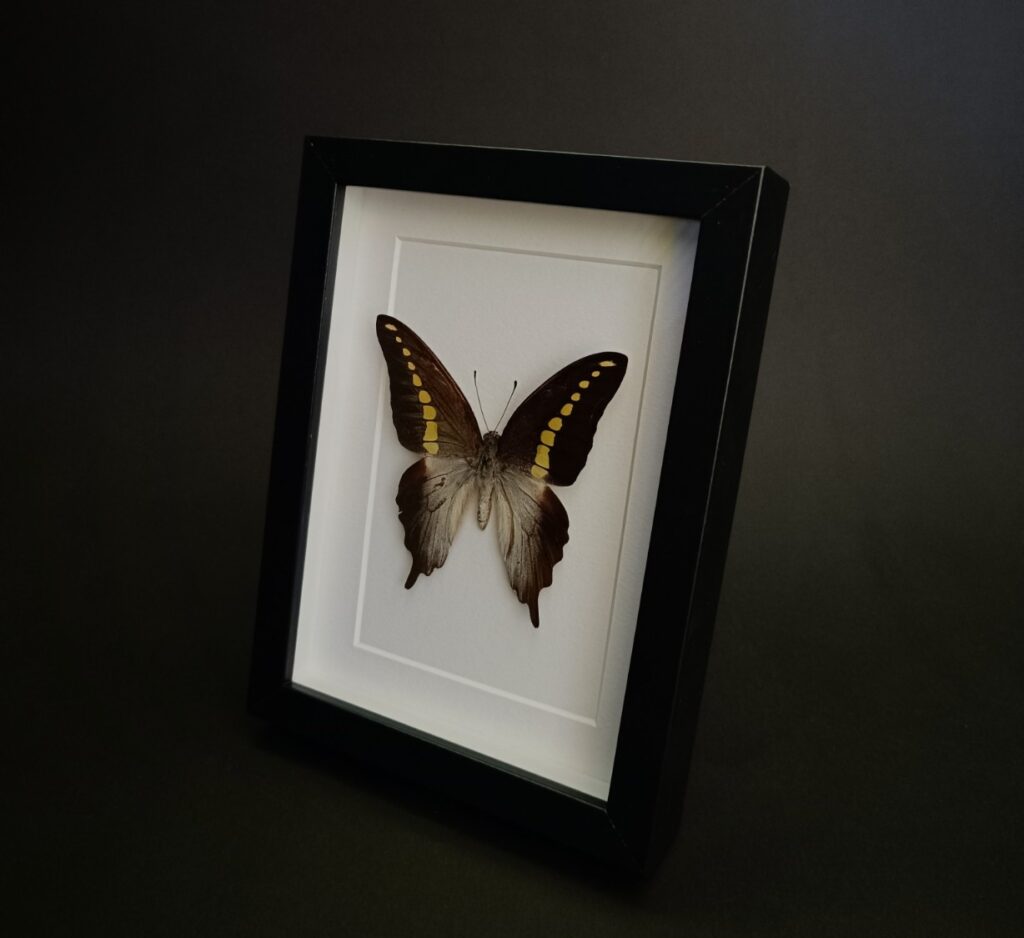 Препариран пеперуда Graphium codrus