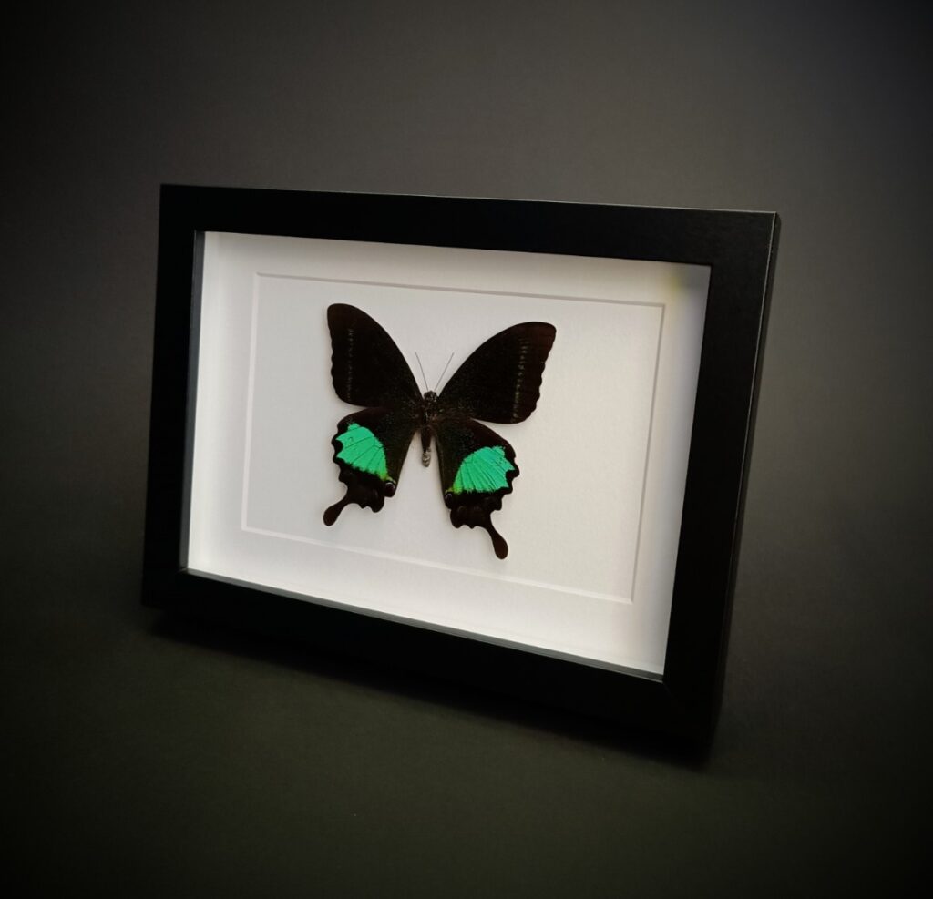 Papilio arjuna (Arjuna peacock)