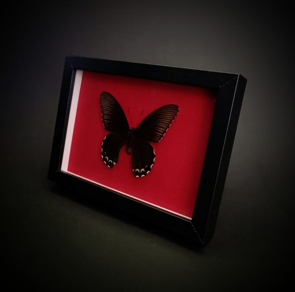 Papilio forbesi на червен фон