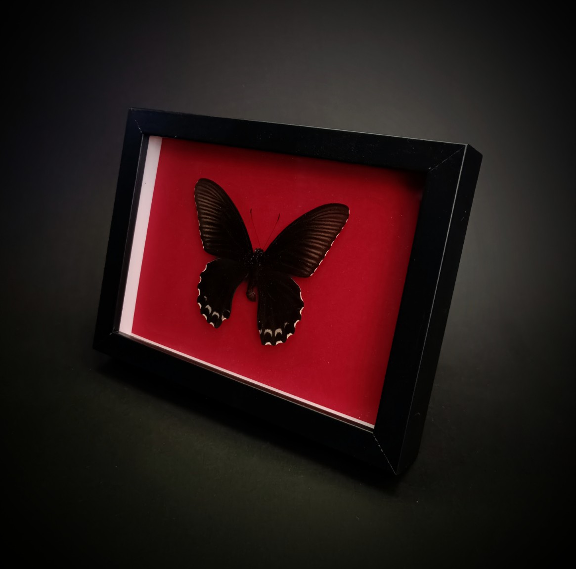 Papilio forbesi на червен фон