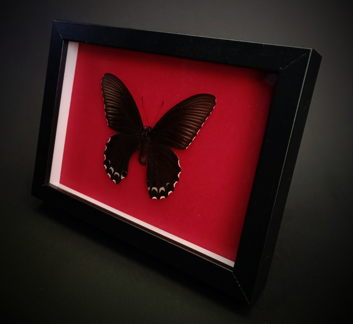 Papilio forbesi на червен фон - Image 2