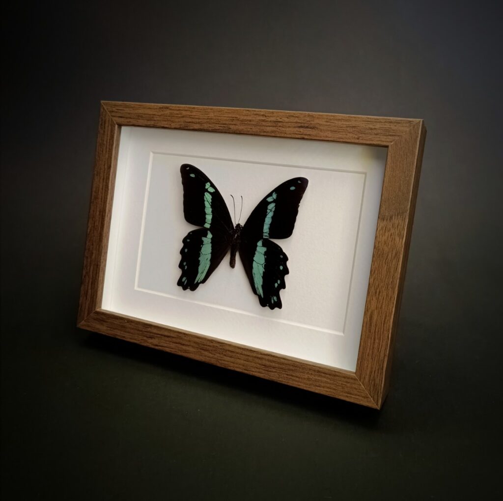 Papilio nireus в правоъгълна рамка