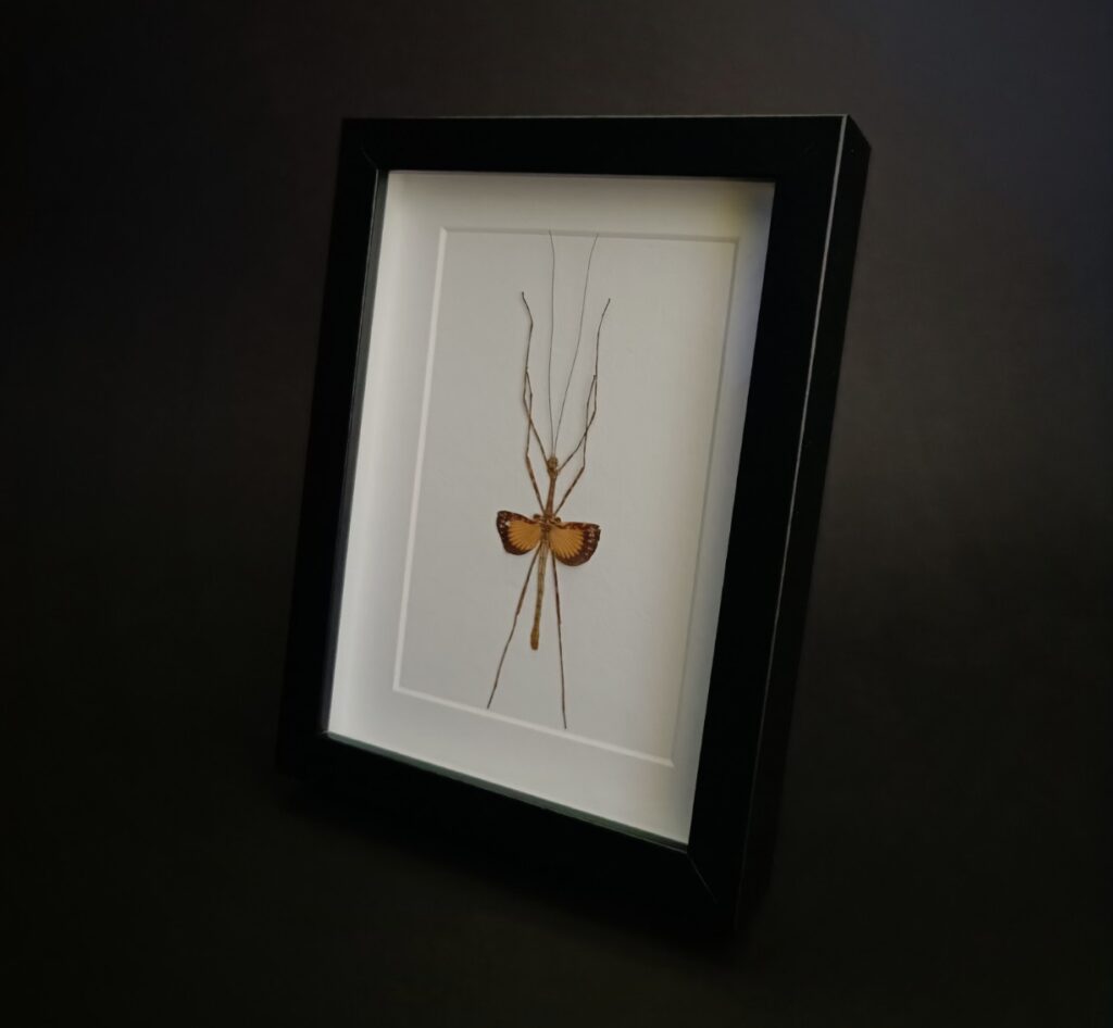 Пръчица Pseudodiacantha macklottii