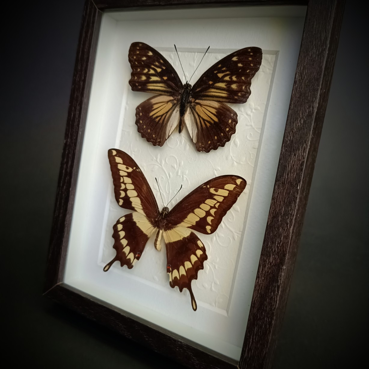 Препарирани пеперуди Hestina divona и Papilio cresphontes - Image 2