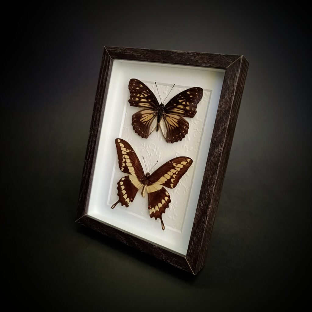 Препарирани пеперуди Hestina divona и Papilio cresphontes