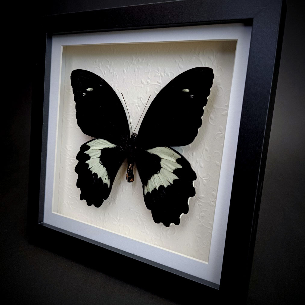 Екзотична мъжка пеперуда Papilio gambrisius в рамка