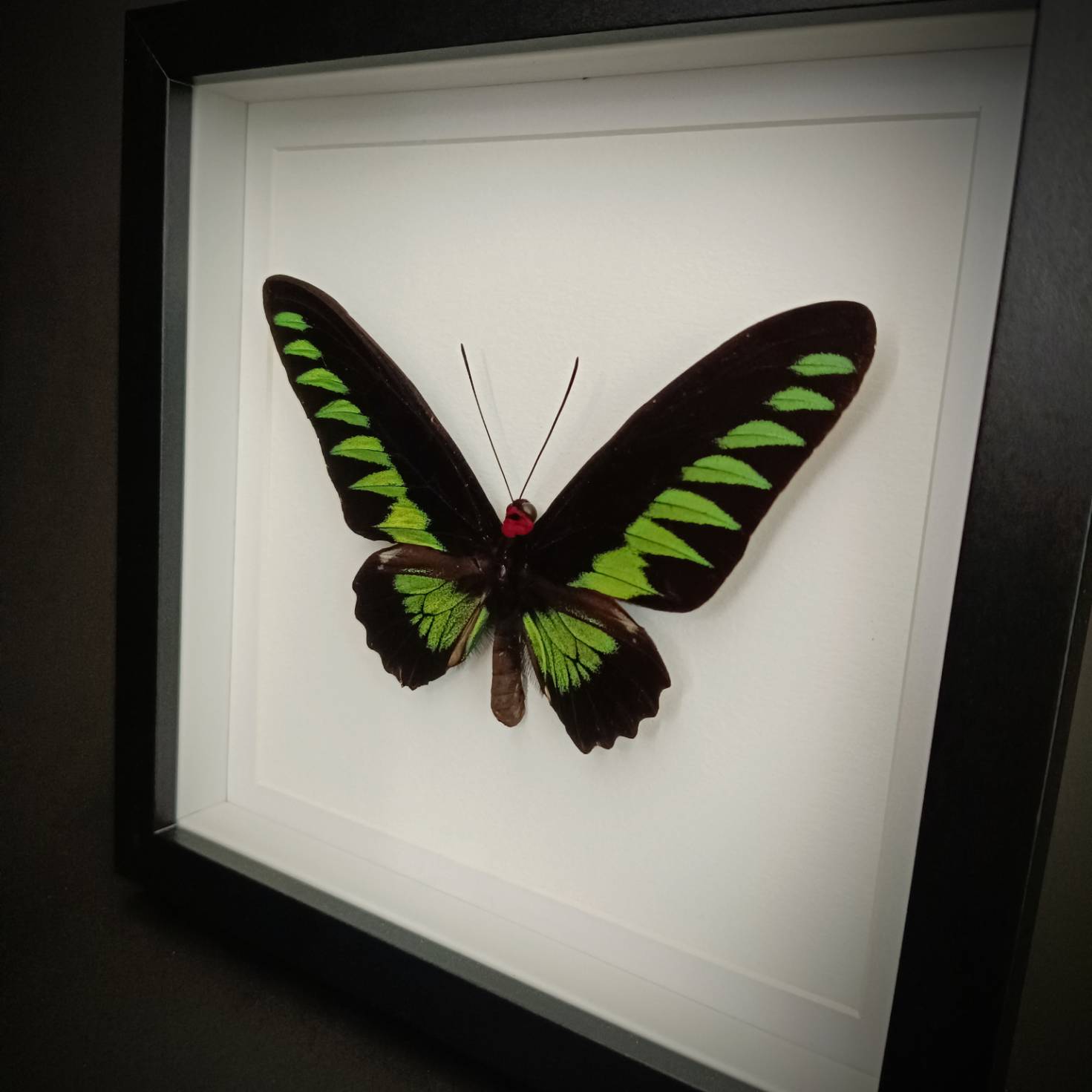 Trogonoptera brookiana в черна рамка